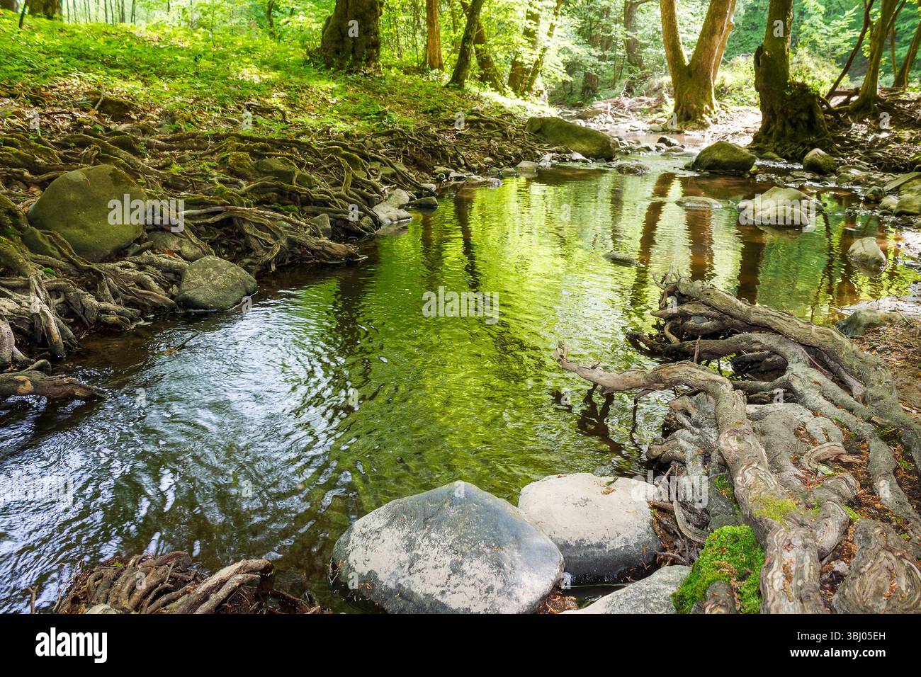 shallow creek in summer. green foliage in forest. stones in the water. outdoor adventure on a sunny day Stock Photo