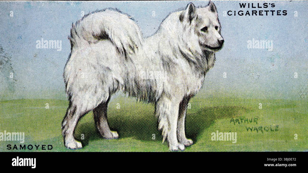 Samoyed: Like many dogs from the far north these have a thick, dense and soft undercoat with a harsher outer coat. From a series of cigarette cards about dogs which highlighted the artistry of Arthur Wardle. Published in 1938 by tobacco manufacturer W. D. & H. O. Wills, cards like this were one of the norms of the time. Stock Photo