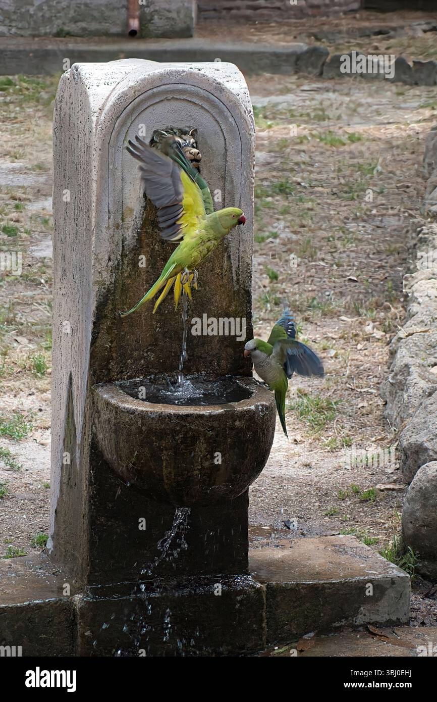 Roman Parakeets Roman wild animals hi-res stock photography and images - Alamy