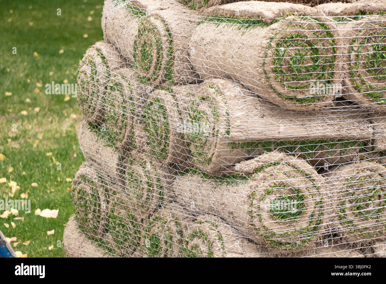Turf Roll Storage stacks of sod rolls for landscaping. Lawn grass in rolls on pallets on ...