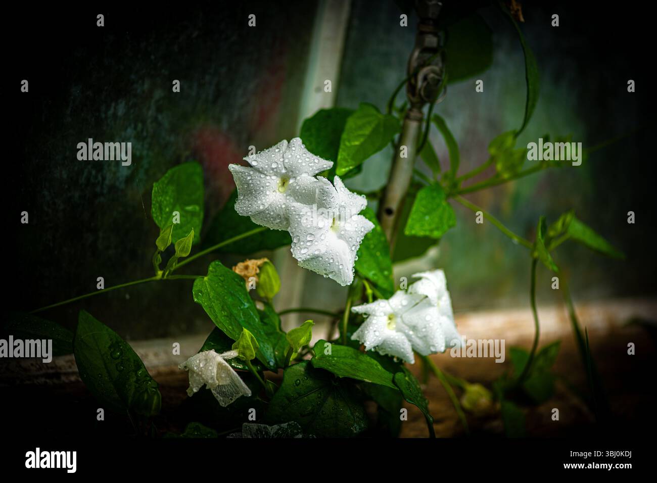 White morning glory flowers with dew drops Stock Photo - Alamy