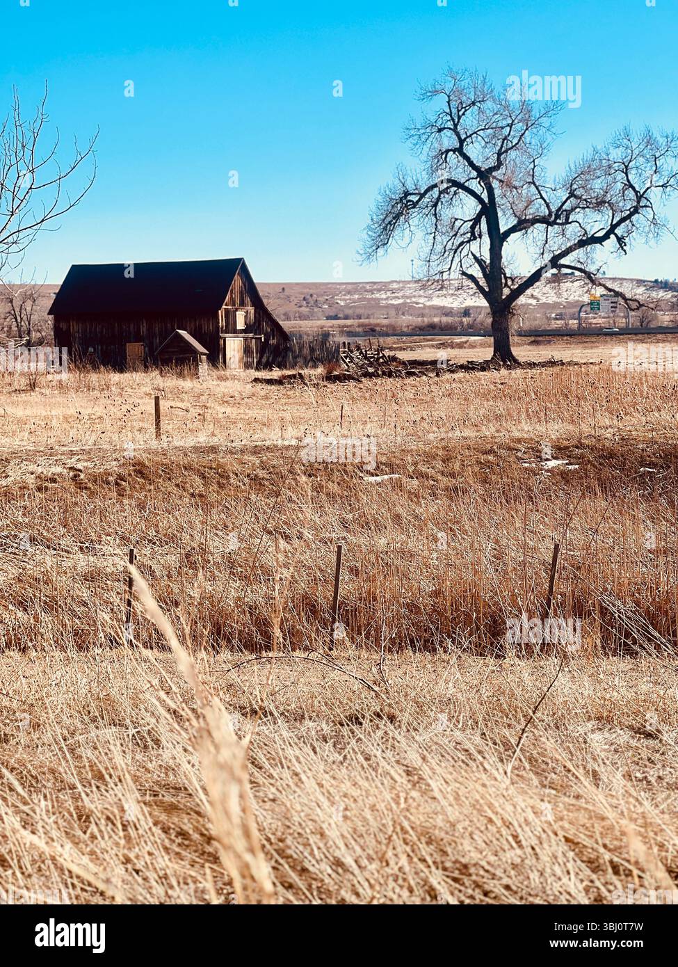 Last One Standing, Near Dearfield, Colorado, USA - Smartphone Captured Stock Image