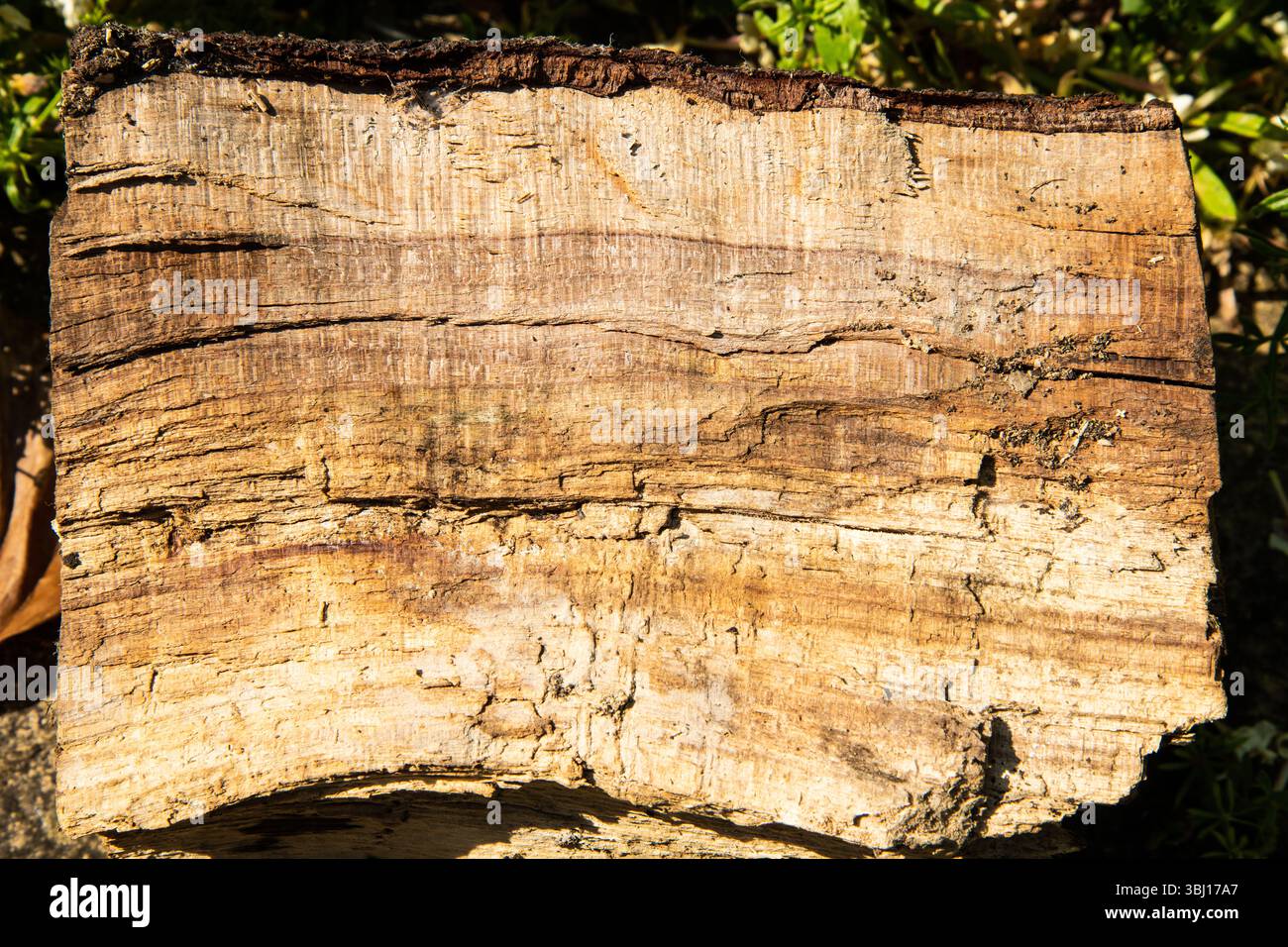 Close-up of a tree log filling the frame, showing detailed bark and wood grain texture. Ideal for natural background or texture use. Stock Photo