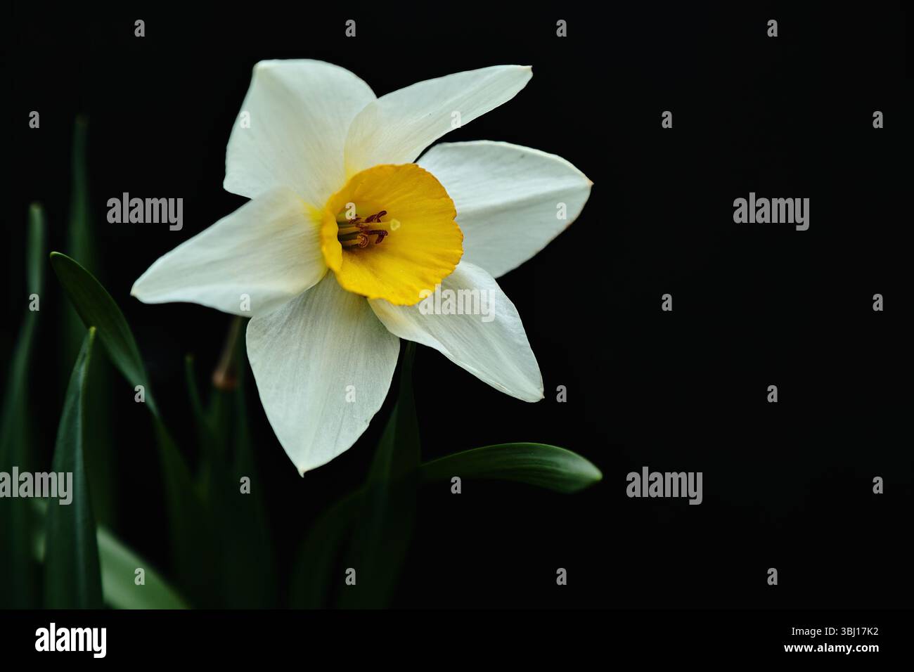 White daffodil on black background Stock Photo