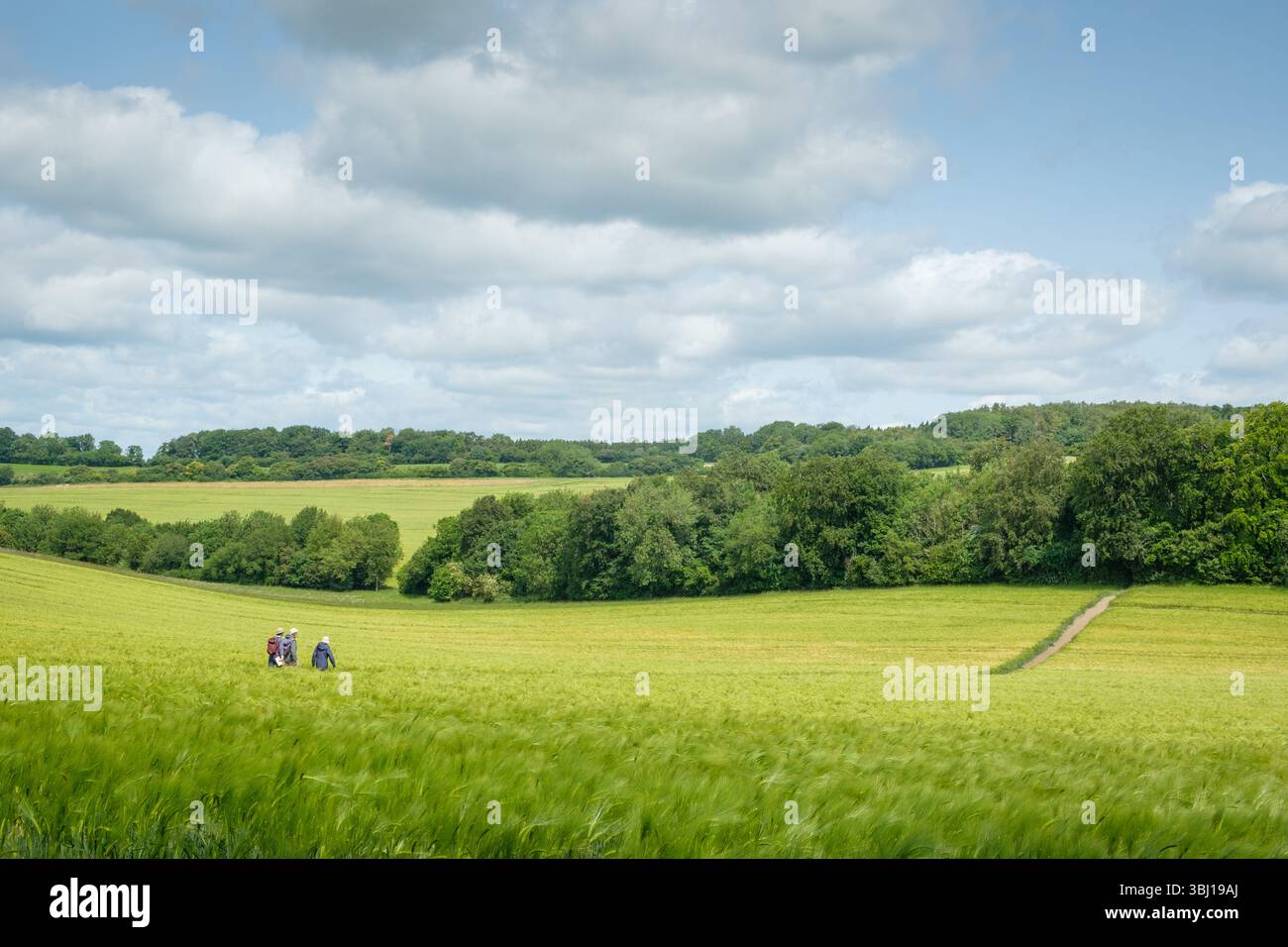 Three hikers walk the Ridgeway Path through a field of barley near Nuffield, Oxfordshire Stock Photo