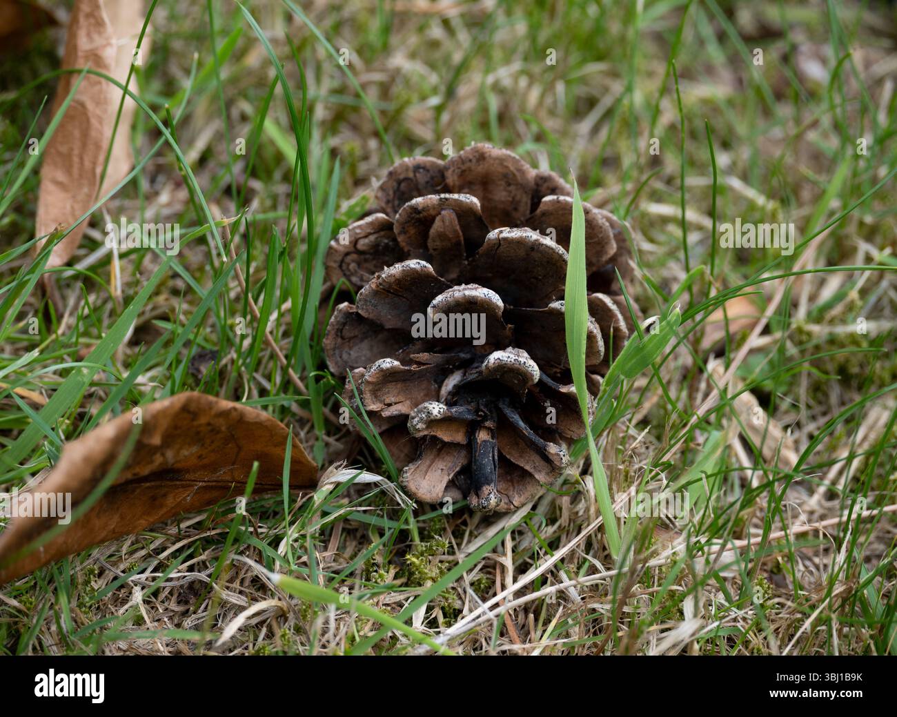 A fallen pine cone on grass, UK Stock Photo