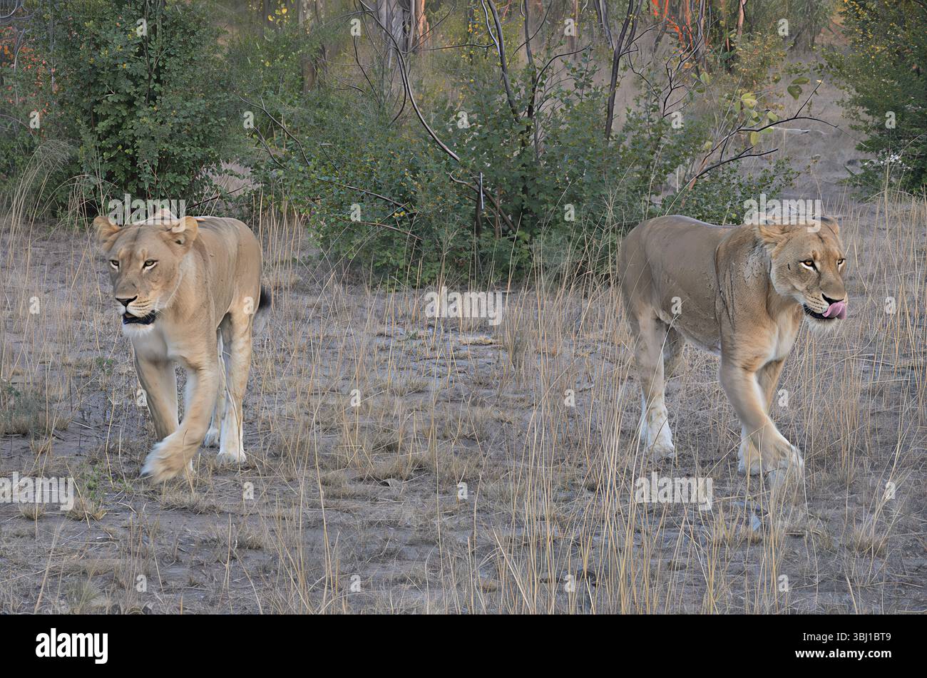 Pair of lionesses walking in dry grassland, one licking her lips. Captured in natural African habitat with morning light and surrounding brush.  ? 50 Stock Photo