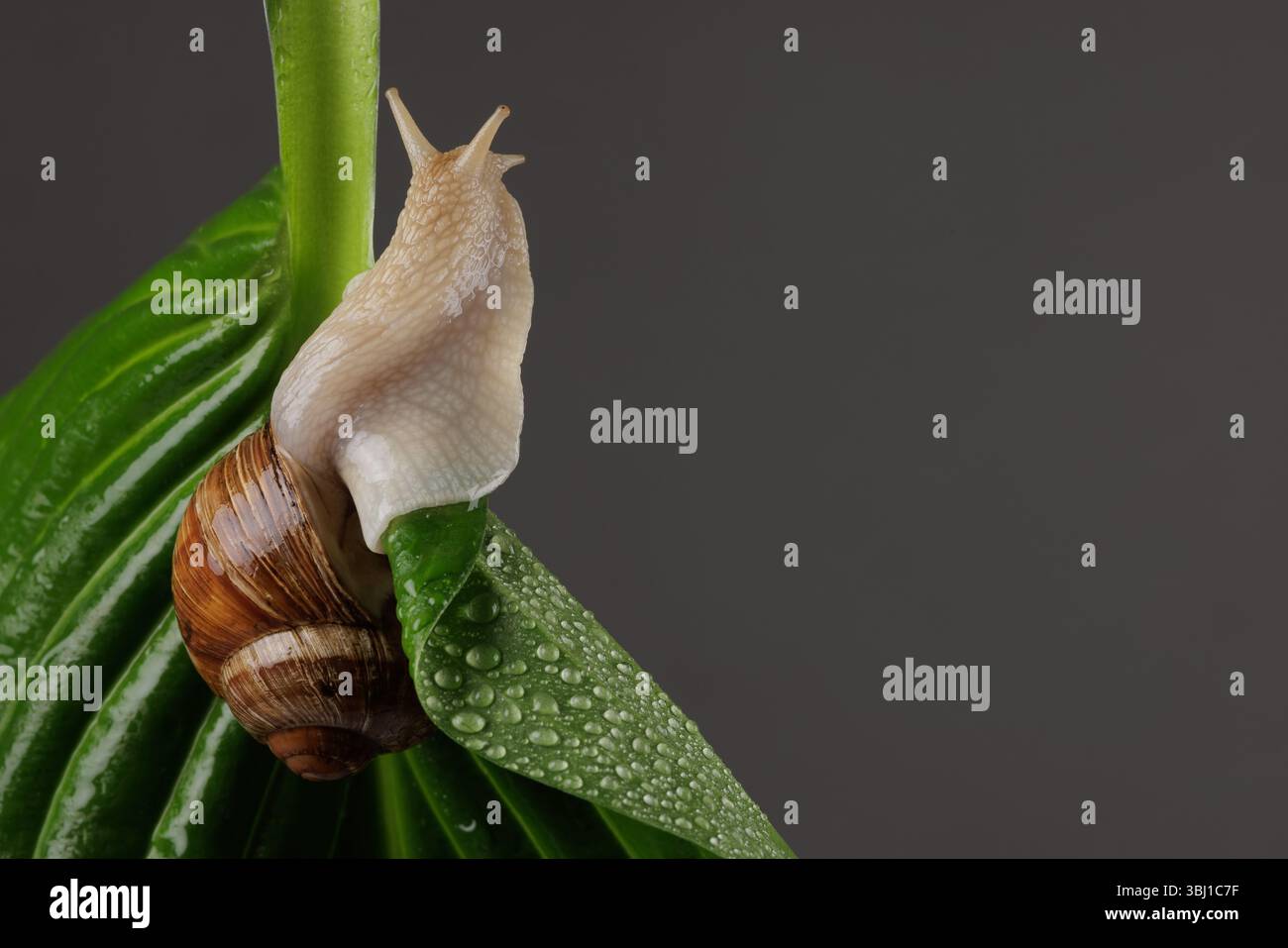 Macro view of a garden snail on a wet green leaf with water droplets ...