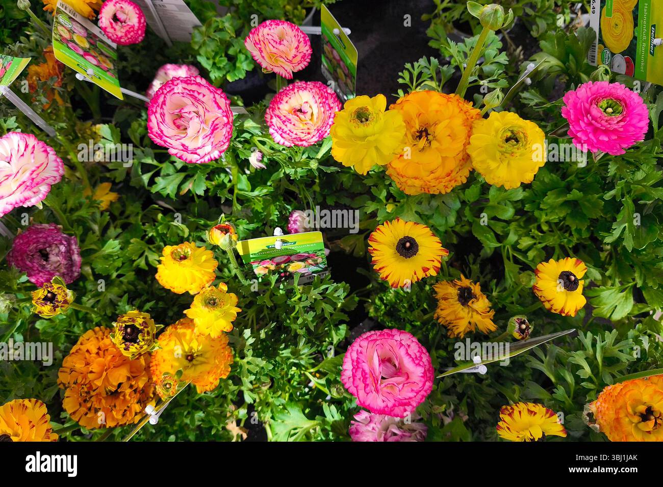 Düsseldorf, Blumencenter Dehner 08.04. 2025 Hahnenfuss Ranunkel im Blumentopf Foto: Norbert Schmidt,Düsseldorf Stock Photo