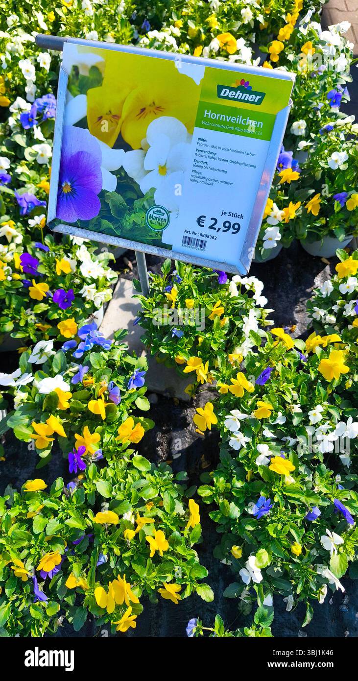 Düsseldorf, Blumencenter Dehner 08.04. 2025 Hornveilchen im Blumentopf *** Düsseldorf, Dehner flower center 08 04 2025 Horned violets in a flower pot Stock Photo