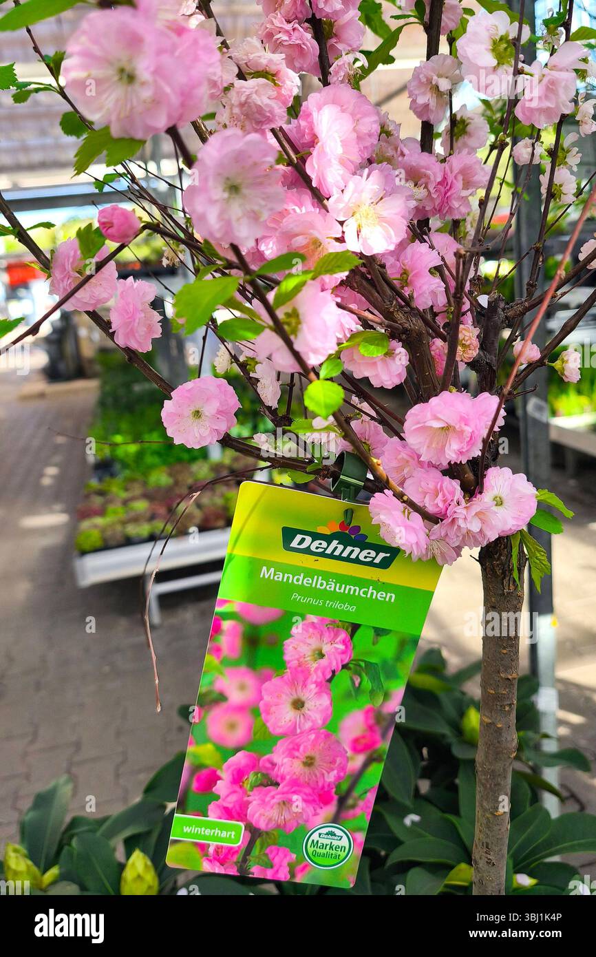Düsseldorf, Blumencenter Dehner 08.04. 2025 Mandelbäumchen *** Düsseldorf, Dehner flower center 08 04 2025 Almond trees Stock Photo