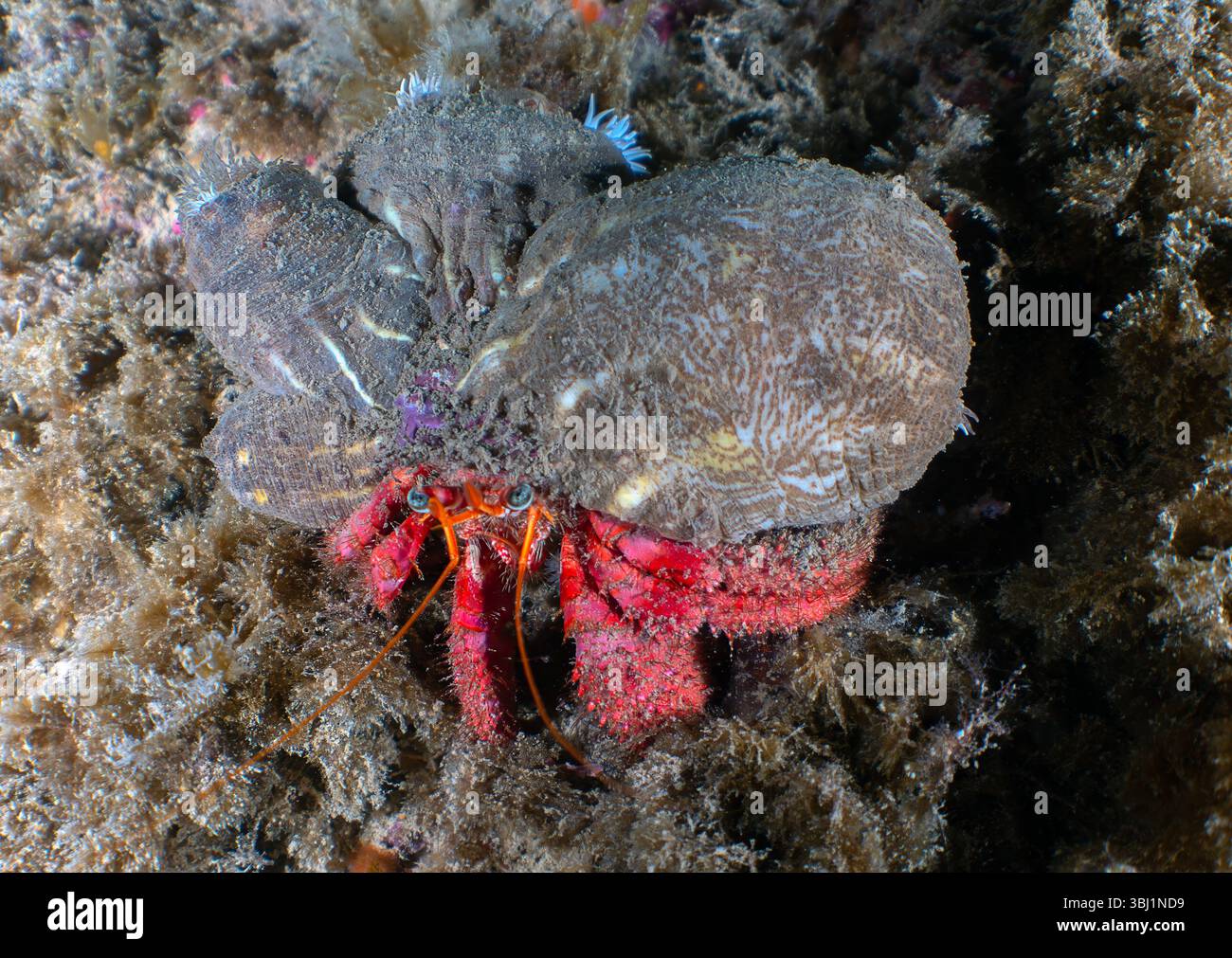 A Red Hermit Crab (Dardanus calidus) in Tarragona, Spain Stock Photo
