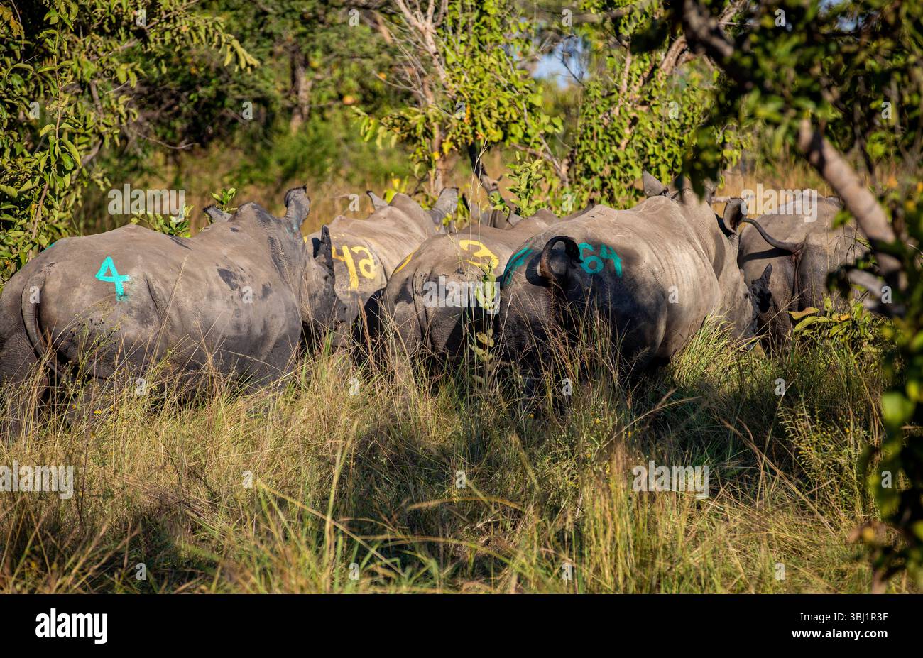 Some of the newly translocated 70 white rhinos from South Africa to ...
