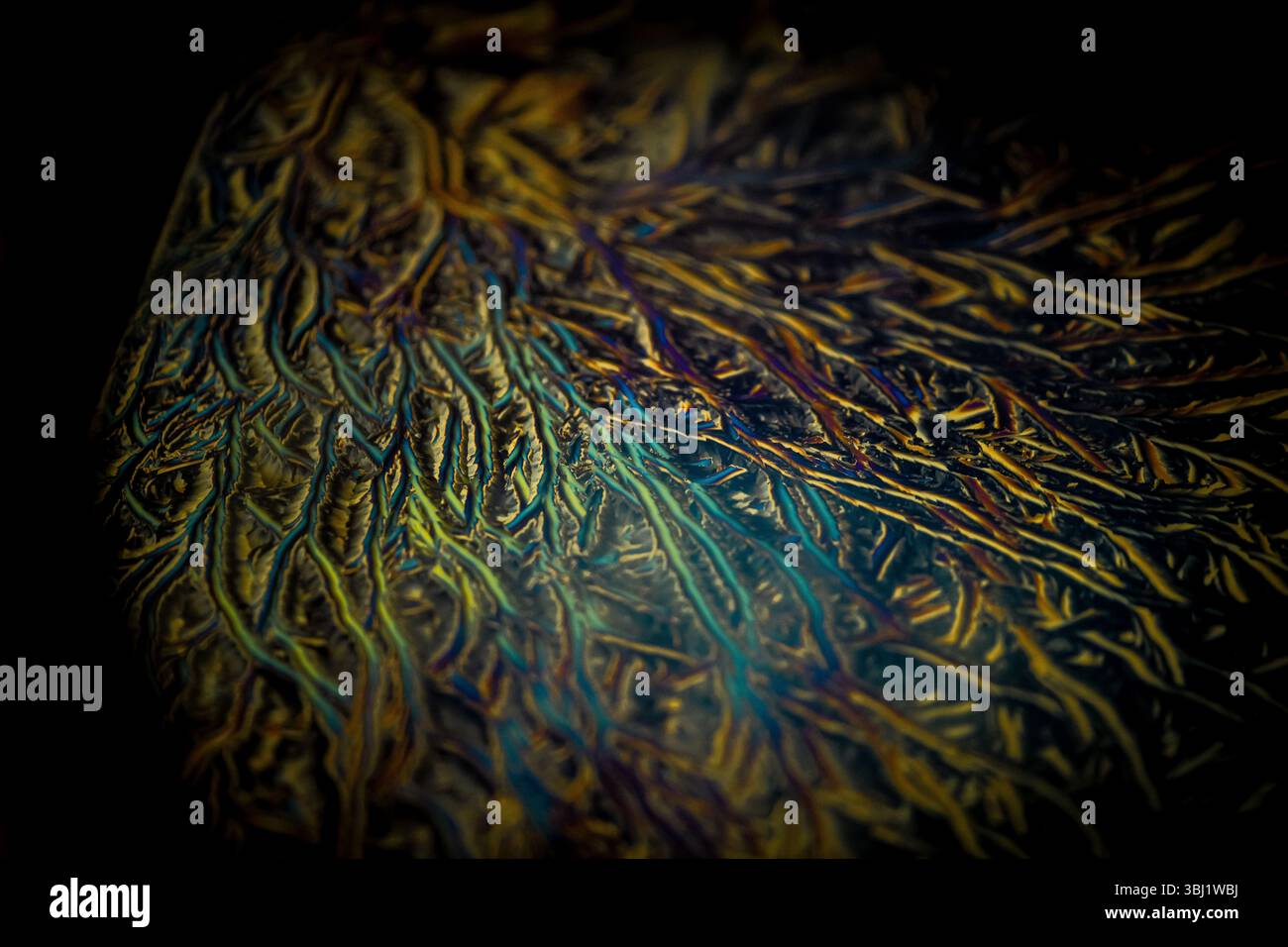 Light micrograph light microscope hi-res stock photography and images ...