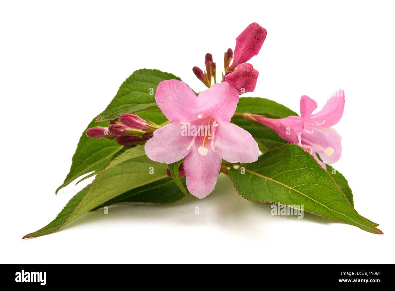 Old fashioned weigela isolated on white Stock Photo