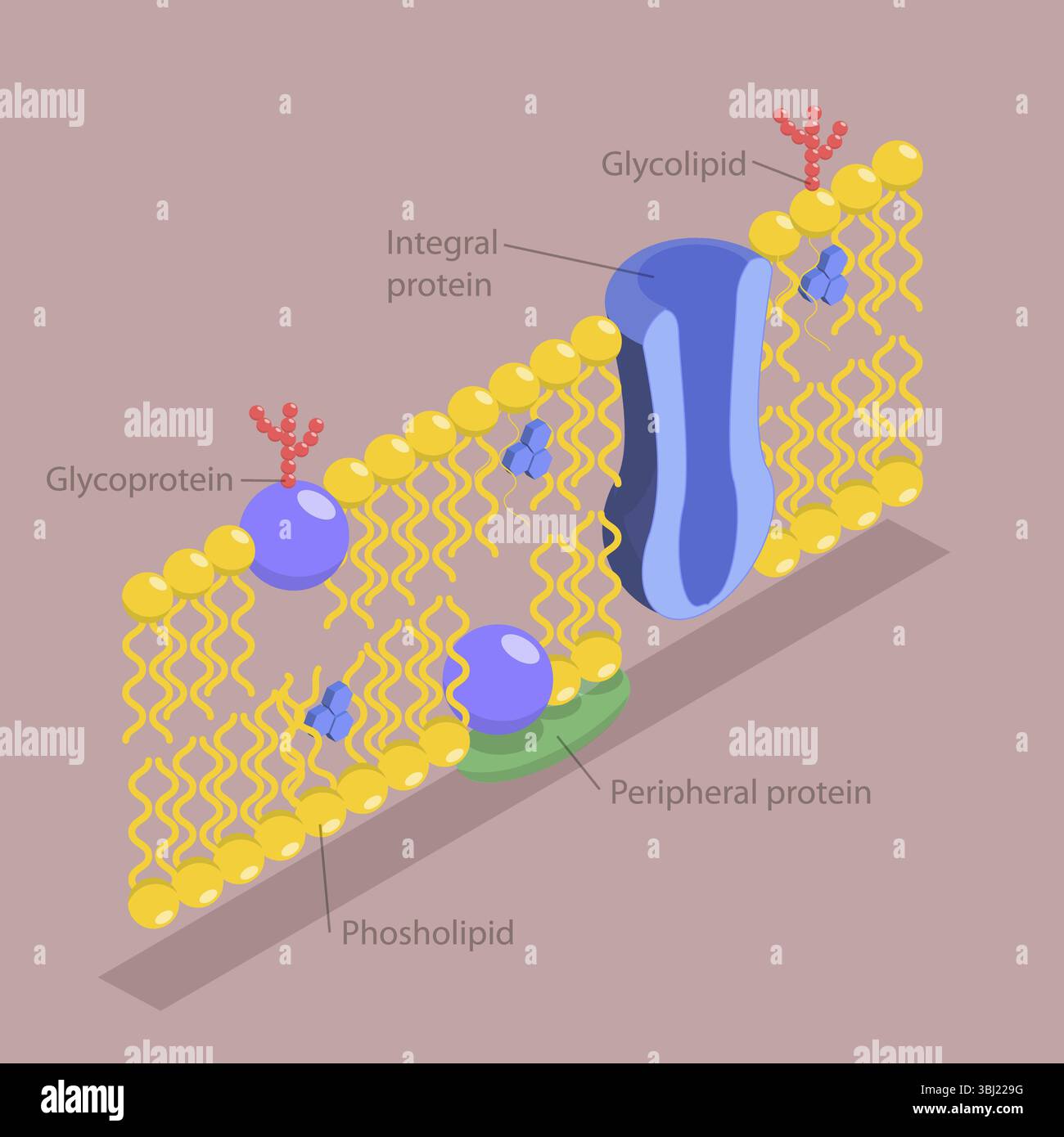 3D Isometric Flat Illustration of Structure of Plasma Membrane, Anatomical Structure According To The Fluid Mosaic Model Stock Photo