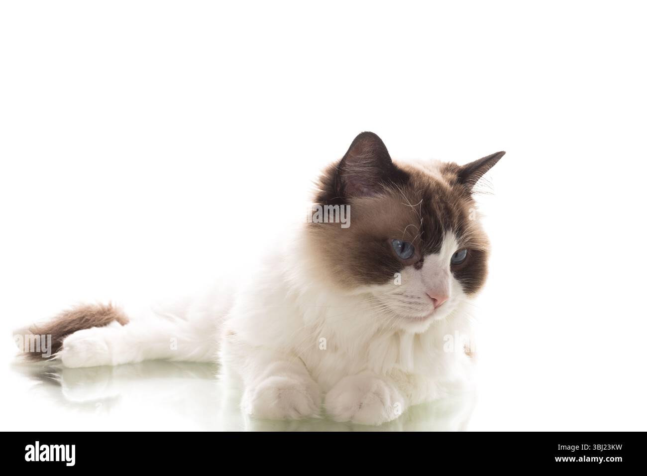 cat breed Ragdoll with long hair isolated on white background Stock ...