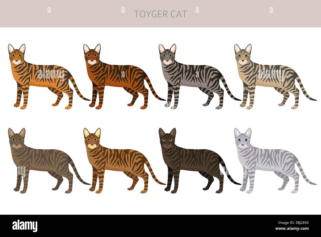 Toyger Cat clipart. All coat colors set. All cat breeds characteristics ...