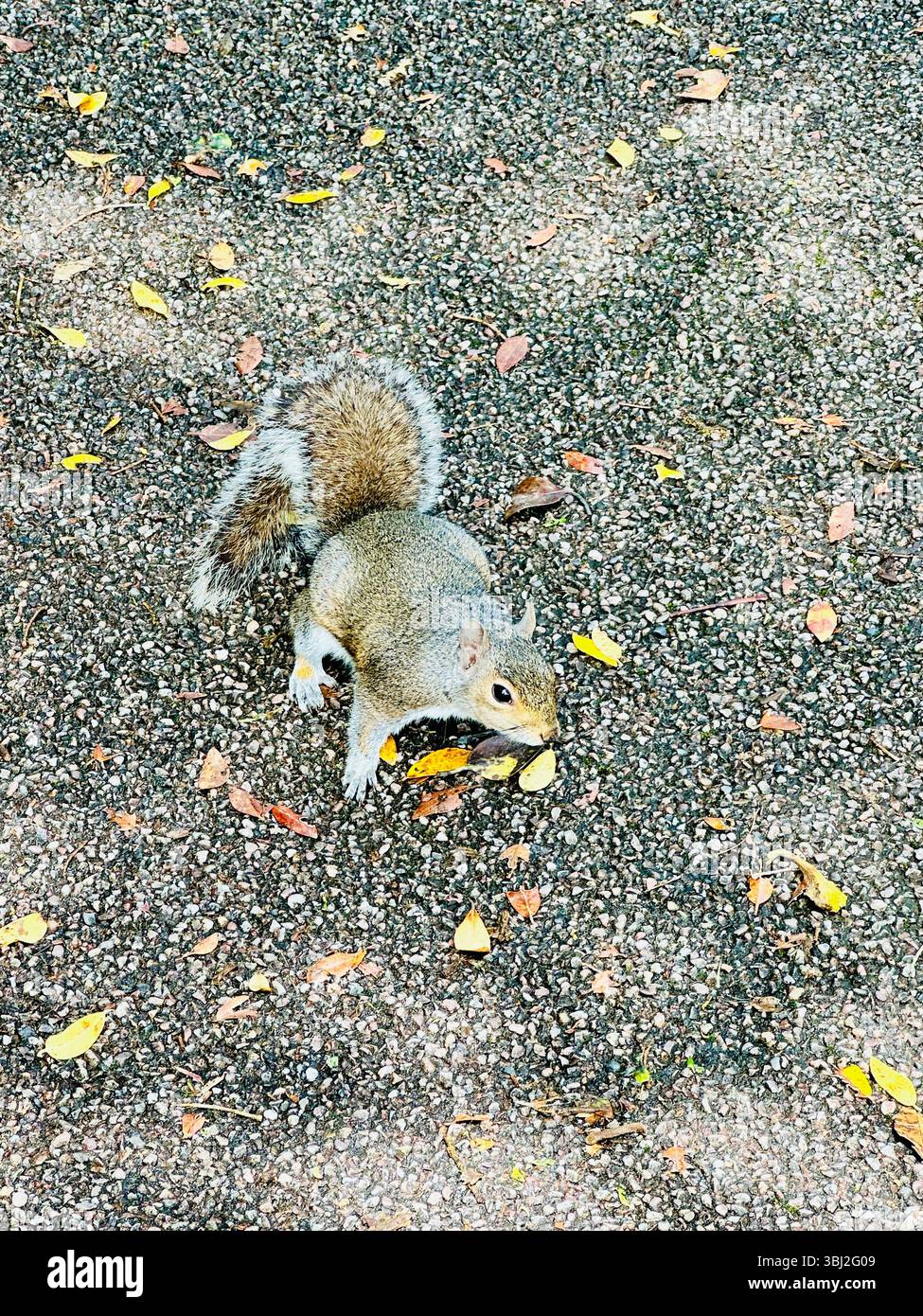 Alert grey squirrel on path surrounded by scattered yellow leaves, captured mid-pose on all fours in natural outdoor setting - Smartphone Captured Stock Image