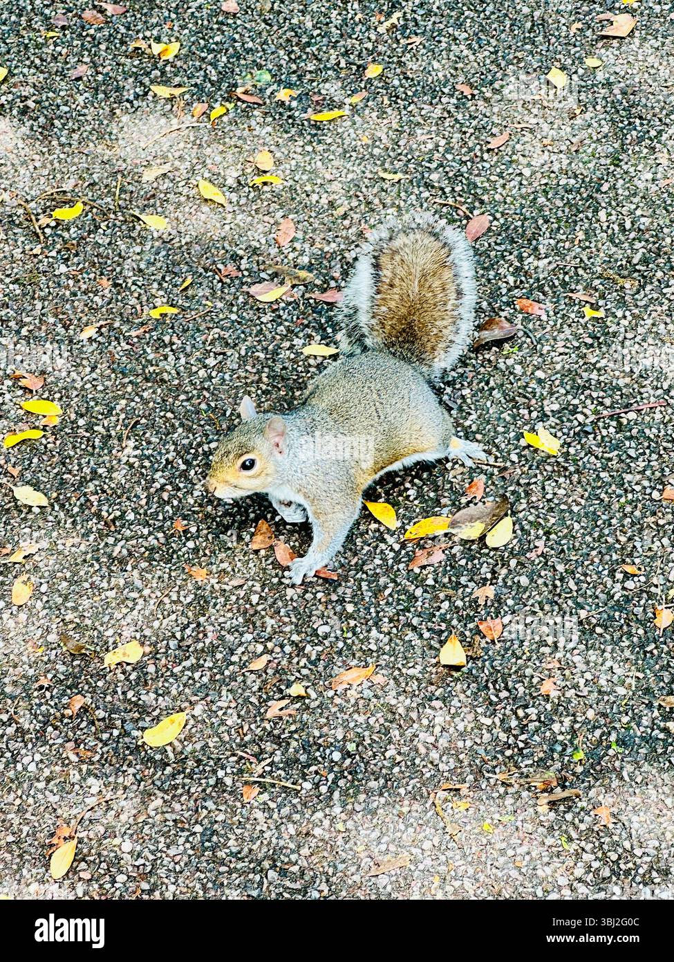 Alert grey squirrel on path surrounded by scattered yellow leaves, captured mid-pose on all fours in natural outdoor setting - Smartphone Captured Stock Image