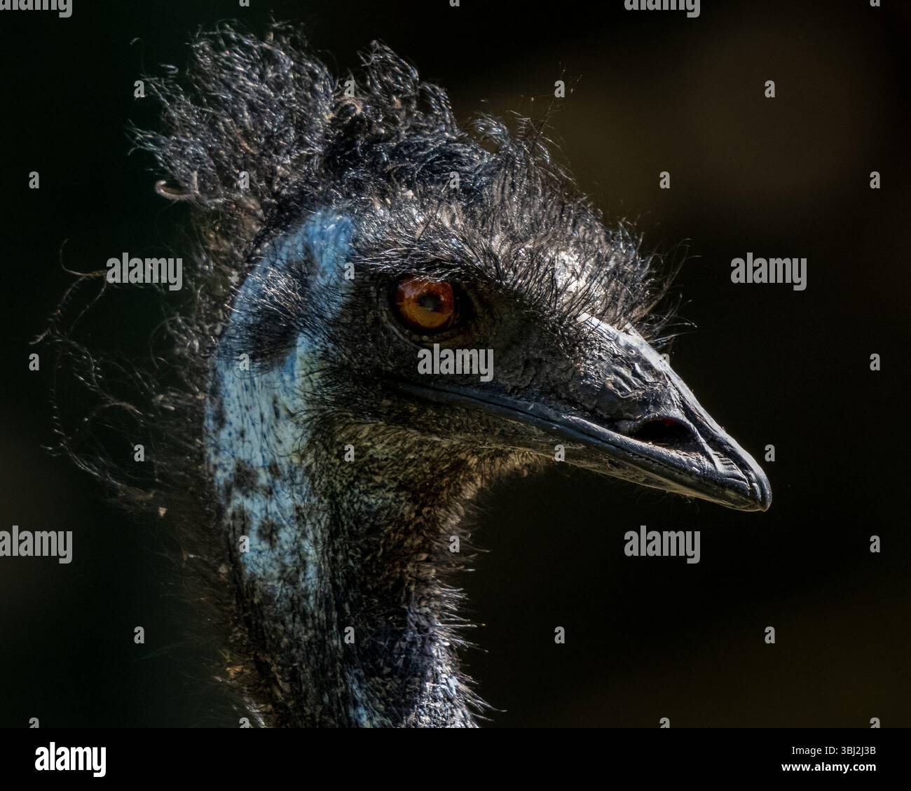 Second tallest native bird hi-res stock photography and images - Alamy