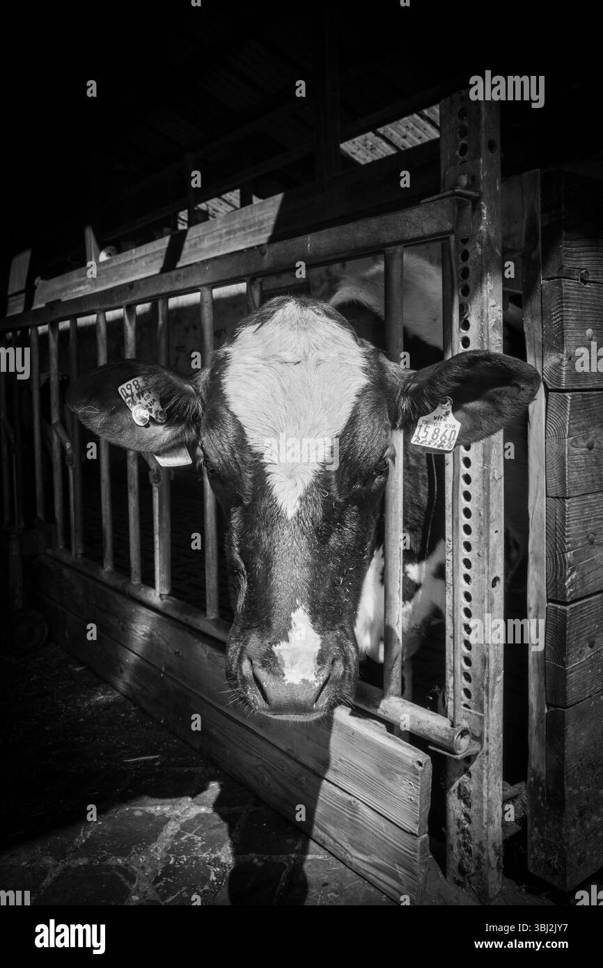 A portrait of a black and white cow in the barn Stock Photo - Alamy