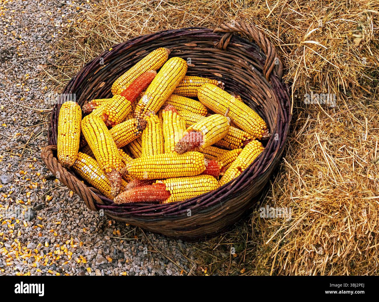 Raw dry corn cobs inside rattan basket on hay stack Stock Photo
