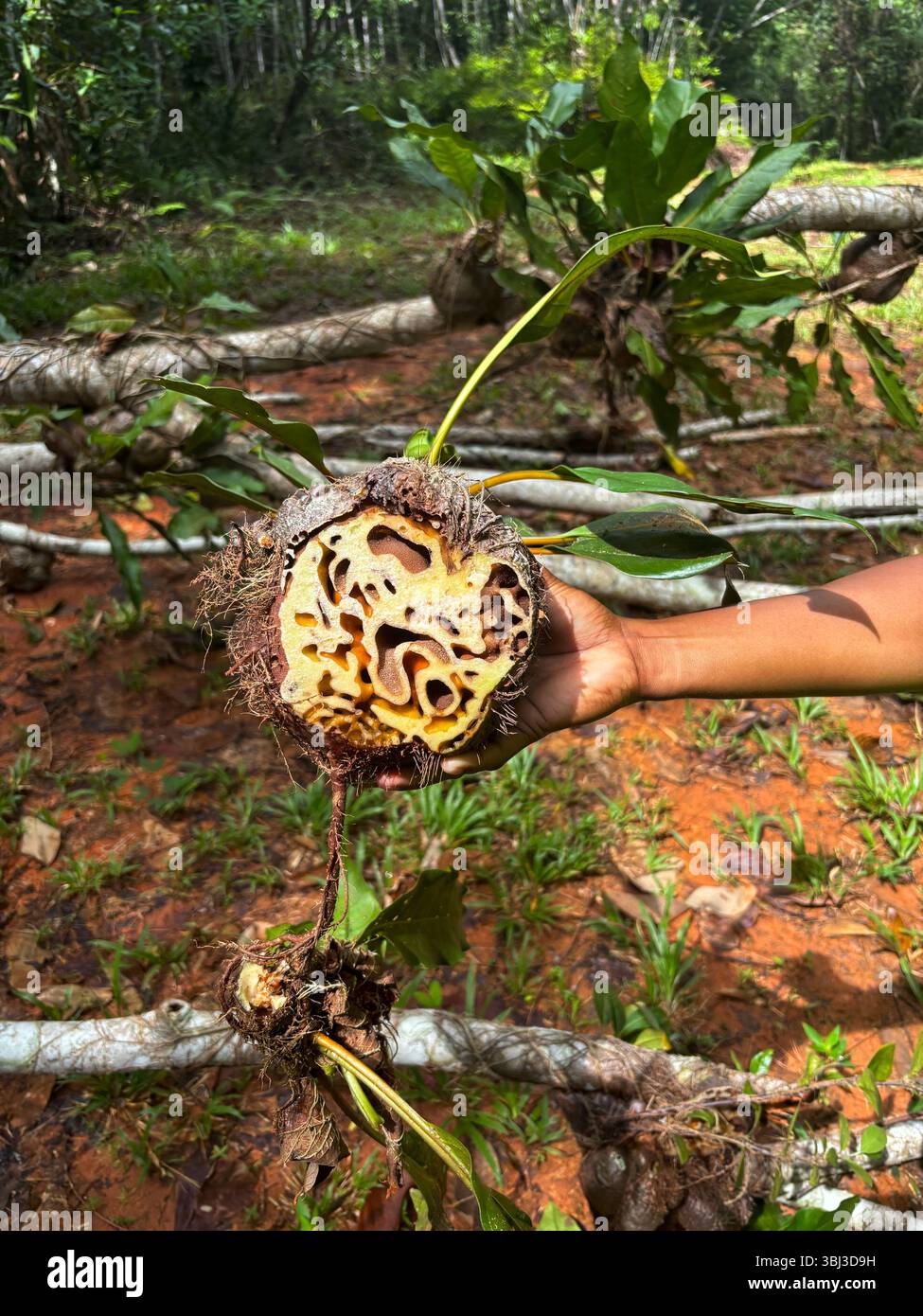 Ant plant (Myrmecodia sp.) showing internal chambers, rainforest near Honiara, Solomon Islands. No MR - Smartphone Captured Stock Image