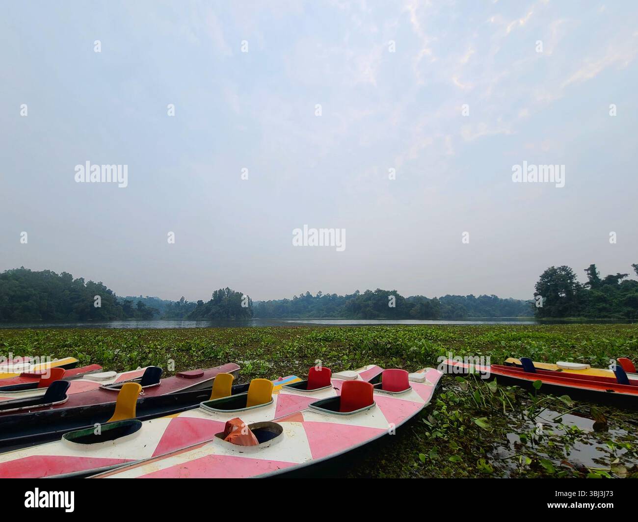 Colorful paddle boats docked at the edge of a calm lake surrounded by greenery and forest under a cloudy sky in Bangladesh. - Smartphone Captured Stock Image