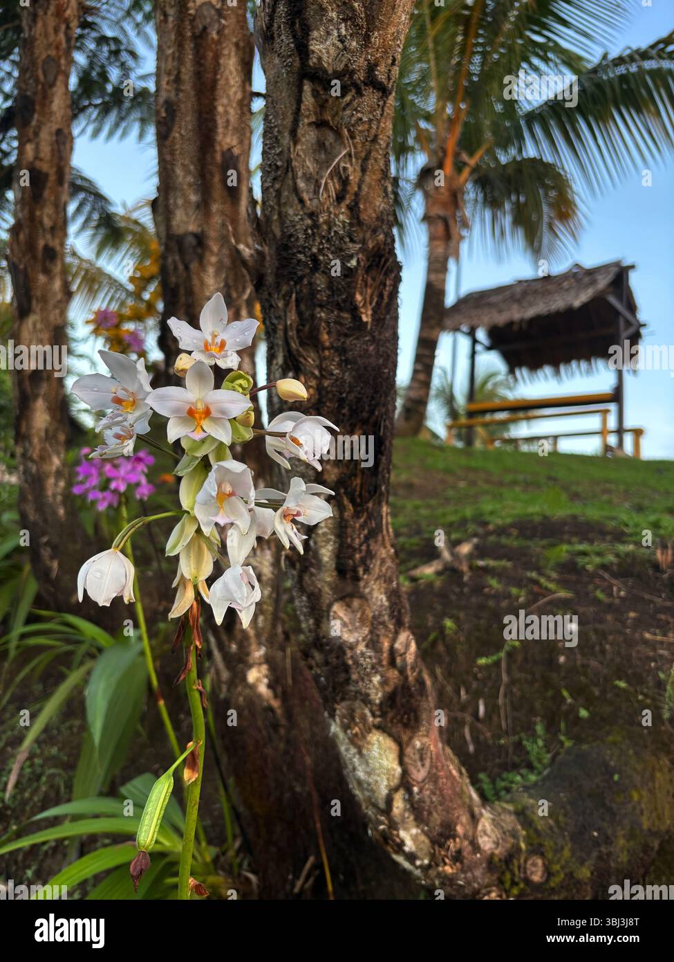 Native ground orchid, probably XXX sp., in the hills above Honiara, Guadalcanal, Solomon Islands Stock Photo