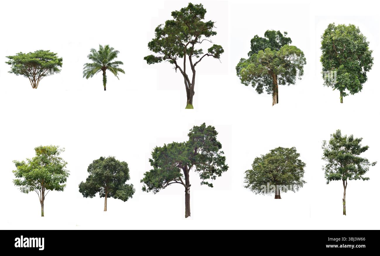 Set tree plant tropical with green leaf isolated on white background, Different kinds of trees and leaves collection Stock Photo