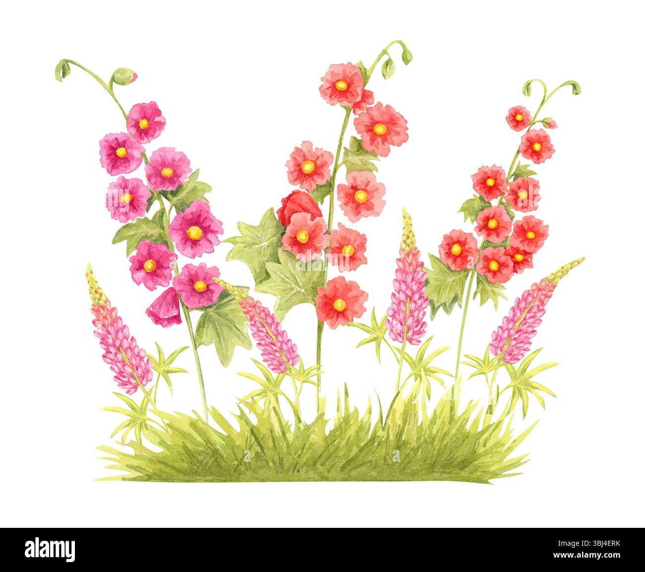 Hollyhocks illustration hi-res stock photography and images - Alamy