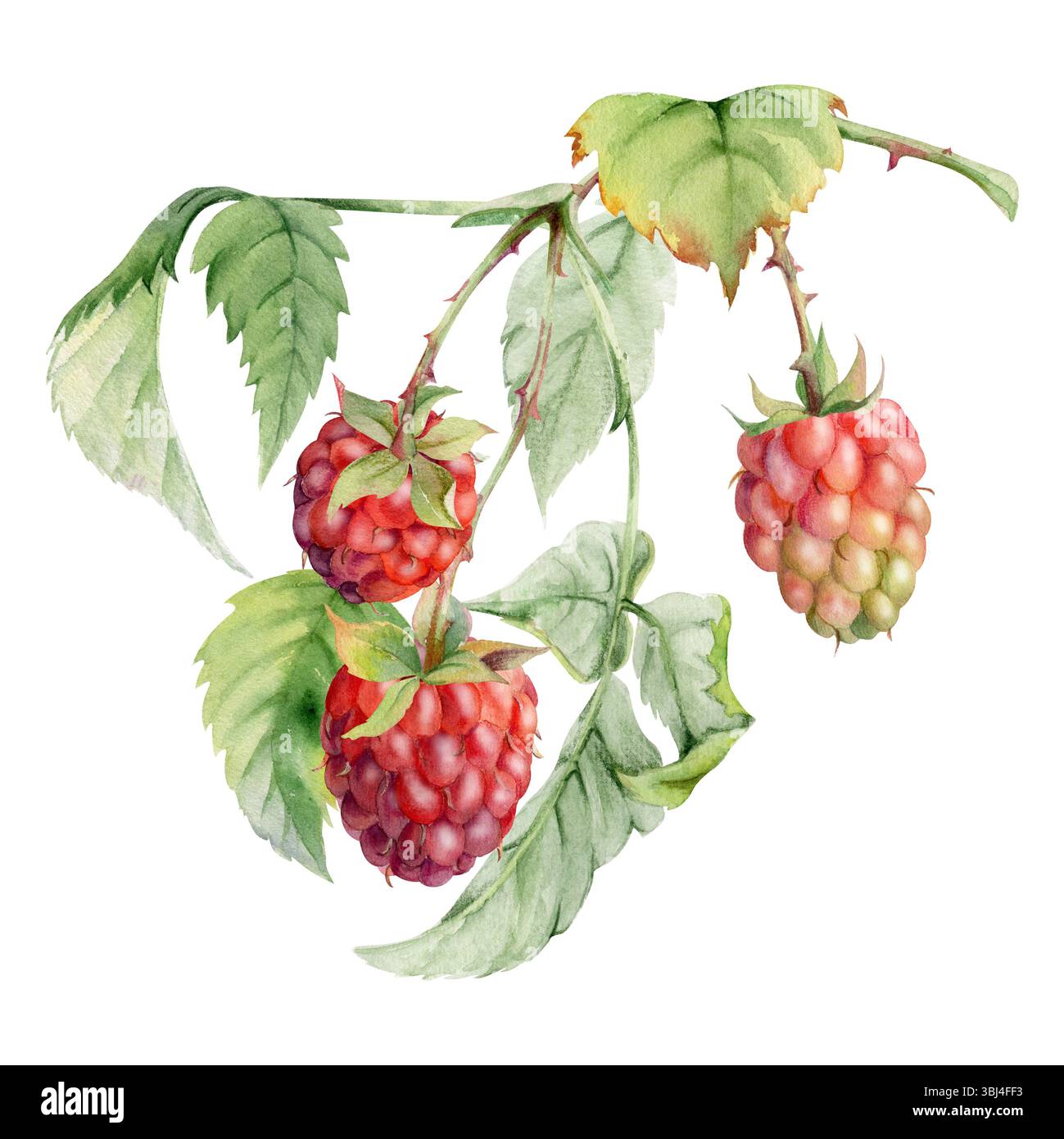 Loganberry Vs Raspberry Raspberry leaves berries hanging on thorny spiked branch watercolor ...
