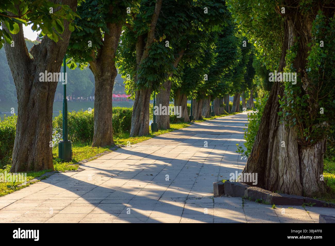 uzhhorod, ukraine - 04 jun 2017: chestnut trees in morning light in summer. cozy alley for morning exercises. popular tourist attraction Stock Photo