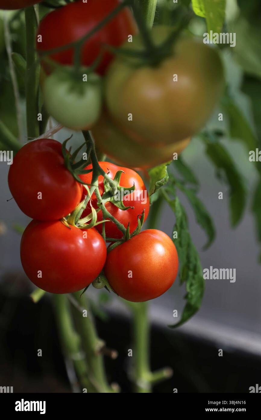 Care green tomatoes on branch hi-res stock photography and images - Alamy