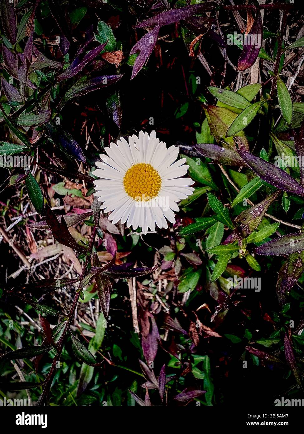 White flower blooming in the grasslands of Horton Plains National Park, Sri Lanka, captured in soft afternoon light - Smartphone Captured Stock Image