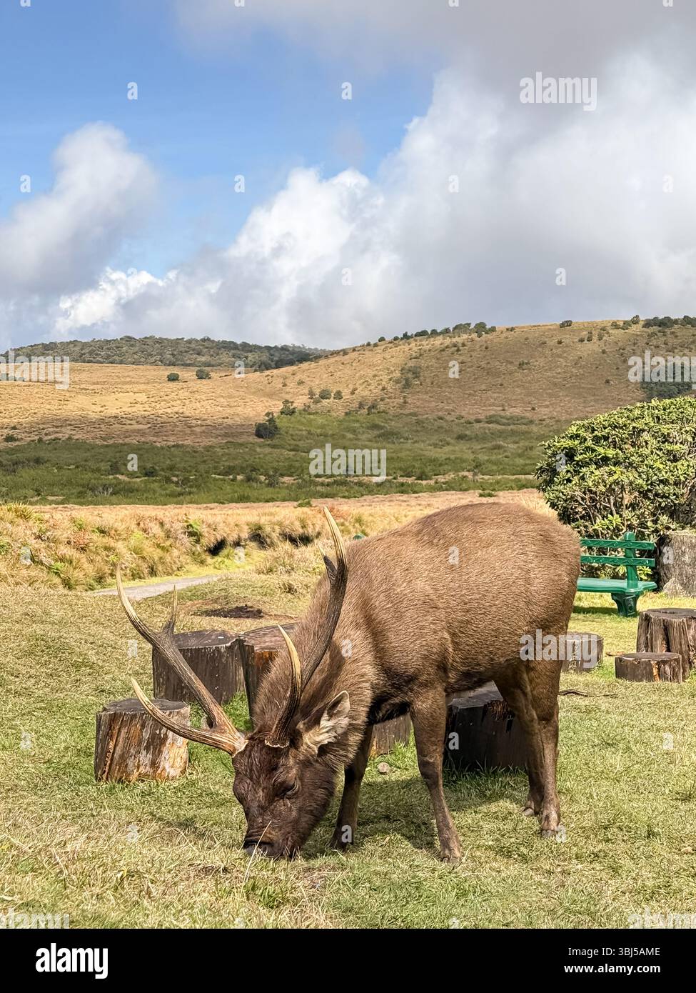 A sambar deer standing alone in the open grasslands of Horton Plains National Park, Sri Lanka, with a backdrop of sky and beautiful nature - Smartphone Captured Stock Image