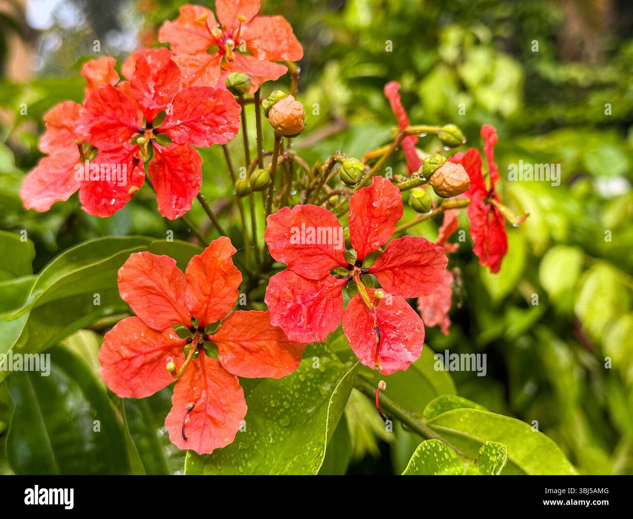 Close-up portrait of a vibrant red flower captured in the morning light, with a softly blurred natural background. - Smartphone Captured Stock Image