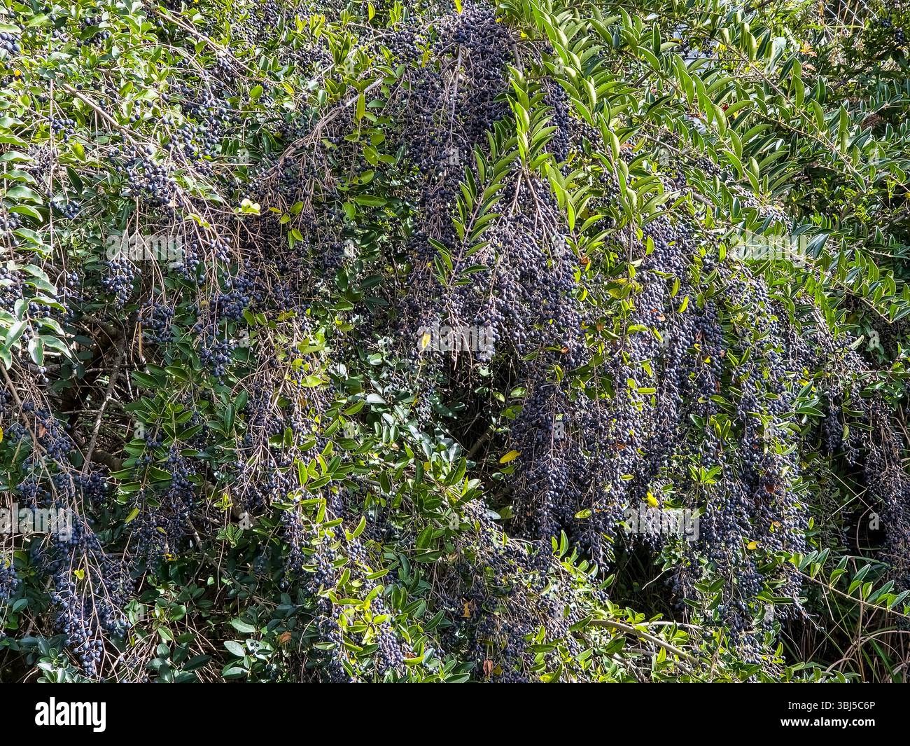 Ligustrum sp hi-res stock photography and images - Alamy