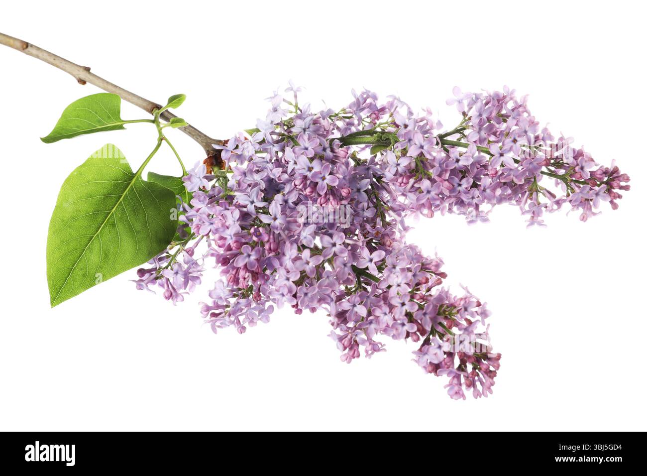 Branch with beautiful lilac flowers and leaves isolated on white Stock ...