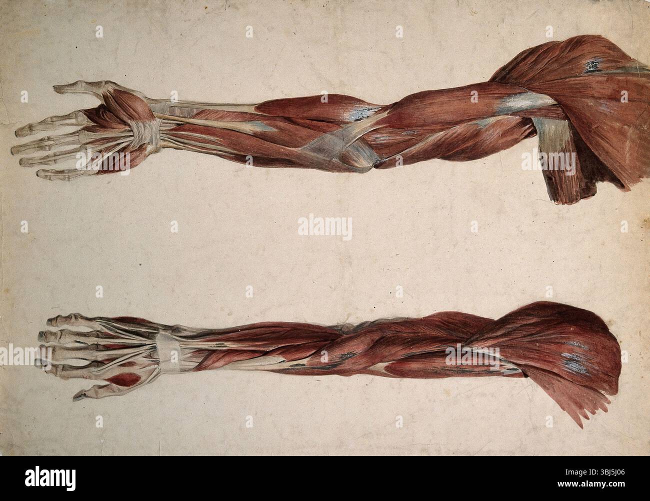 Arm muscles diagram hi-res stock photography and images - Alamy