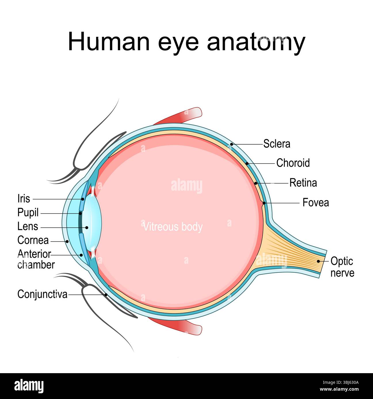 Anatomy Of Eye Ball Detailed Illustration Anatomy Structure Human Eye Anatomy Of Eye Ball Detailed Illustration Anatomy Structure Human Eye