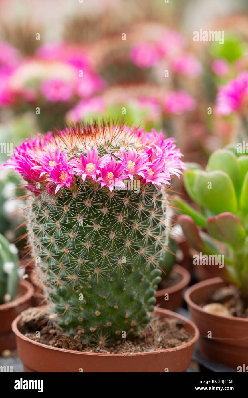 Cactus flower mammillaria hi-res stock photography and images - Page 8 -  Alamy