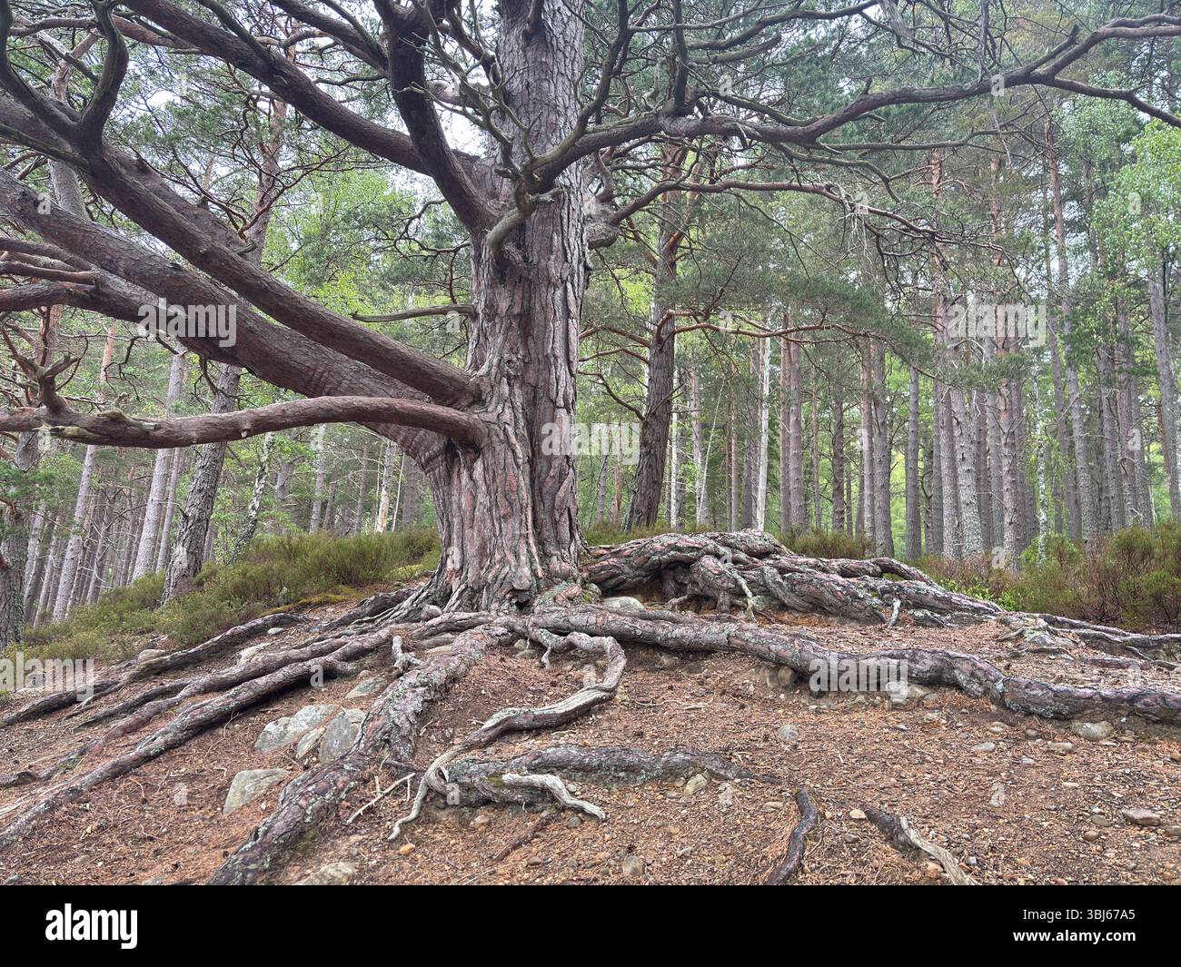 Ancient tree in a Scottish forest, its massive roots sprawling across ...