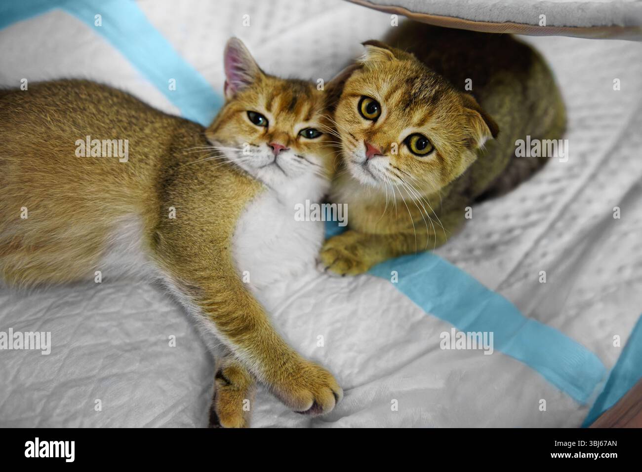 Scottish straight-eared and Scottish fold cats lie on a white rug. Close-up. Stock Photo
