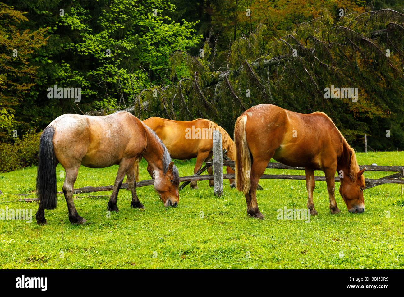 This image captures three horses peacefully grazing in a verdant meadow ...
