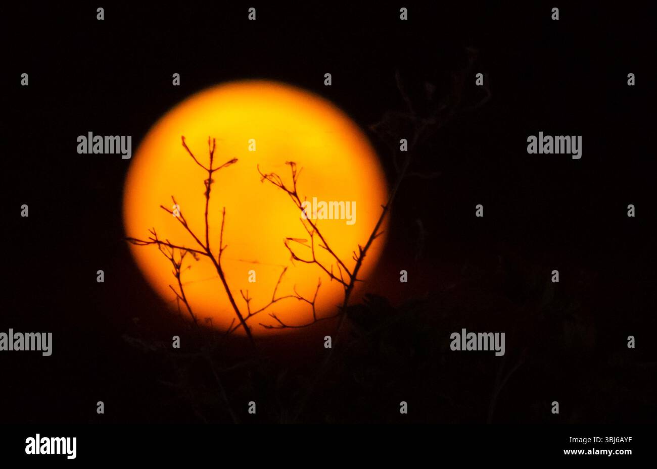 Full red moon between branches Stock Photo