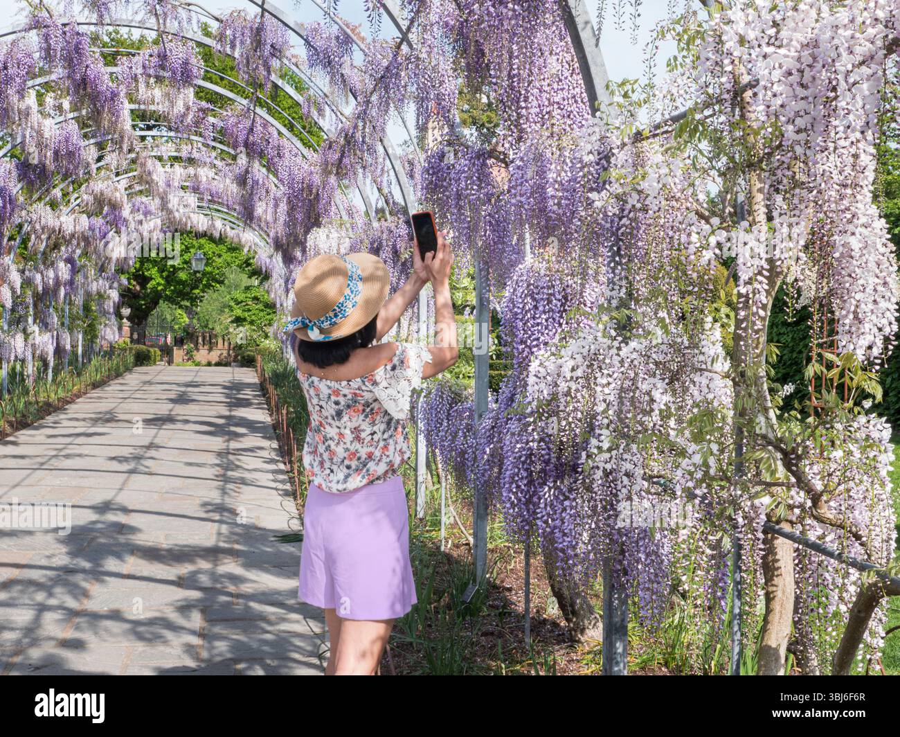 Wisteria Walk at RHS Wisley Surrey, with fashionable lady in sun hat, taking a smartphone photograph of the Wisteria blooms in the arched walkway. Stock Photo