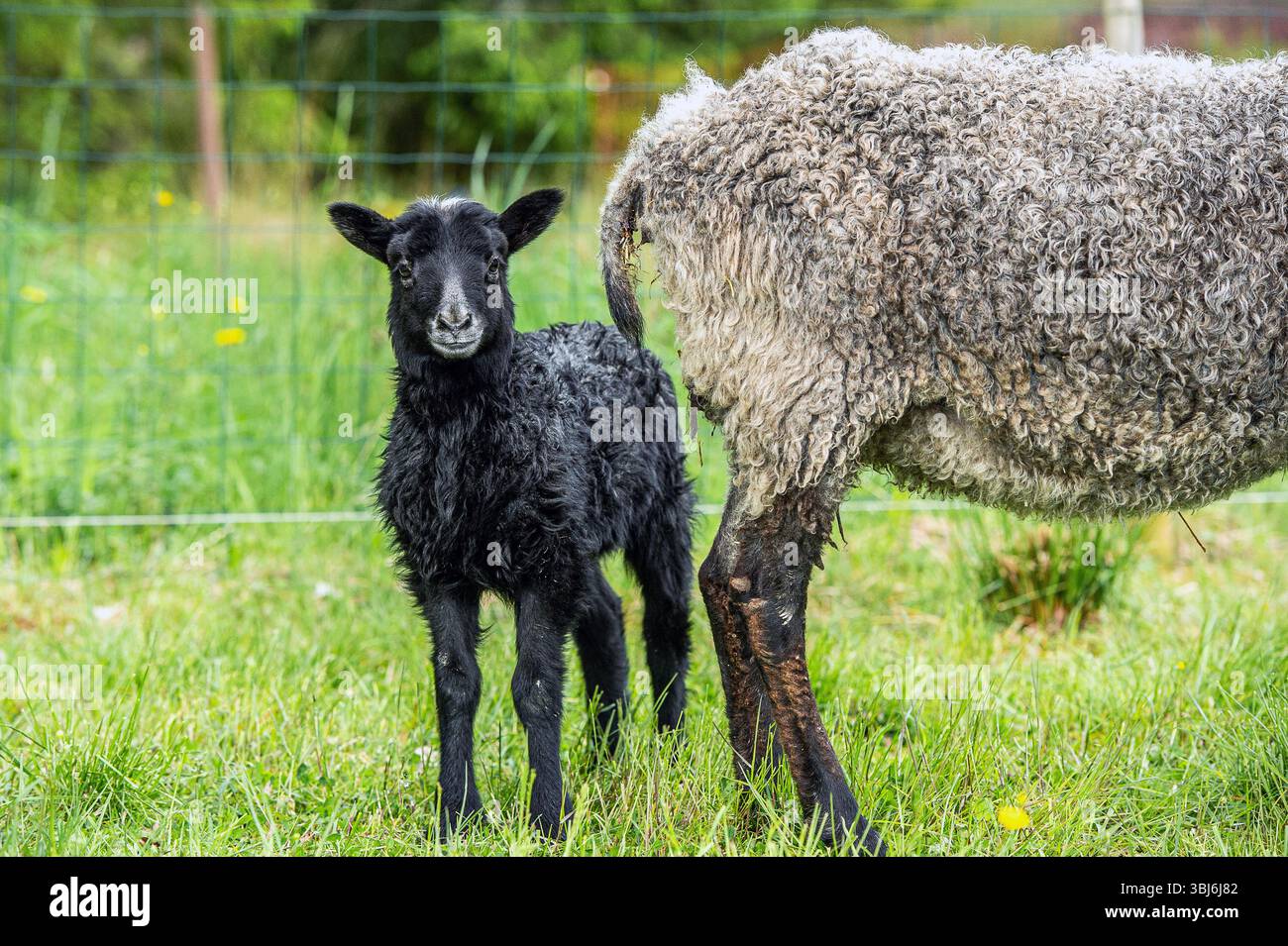 The lamb is safe near its mother Stock Photo - Alamy