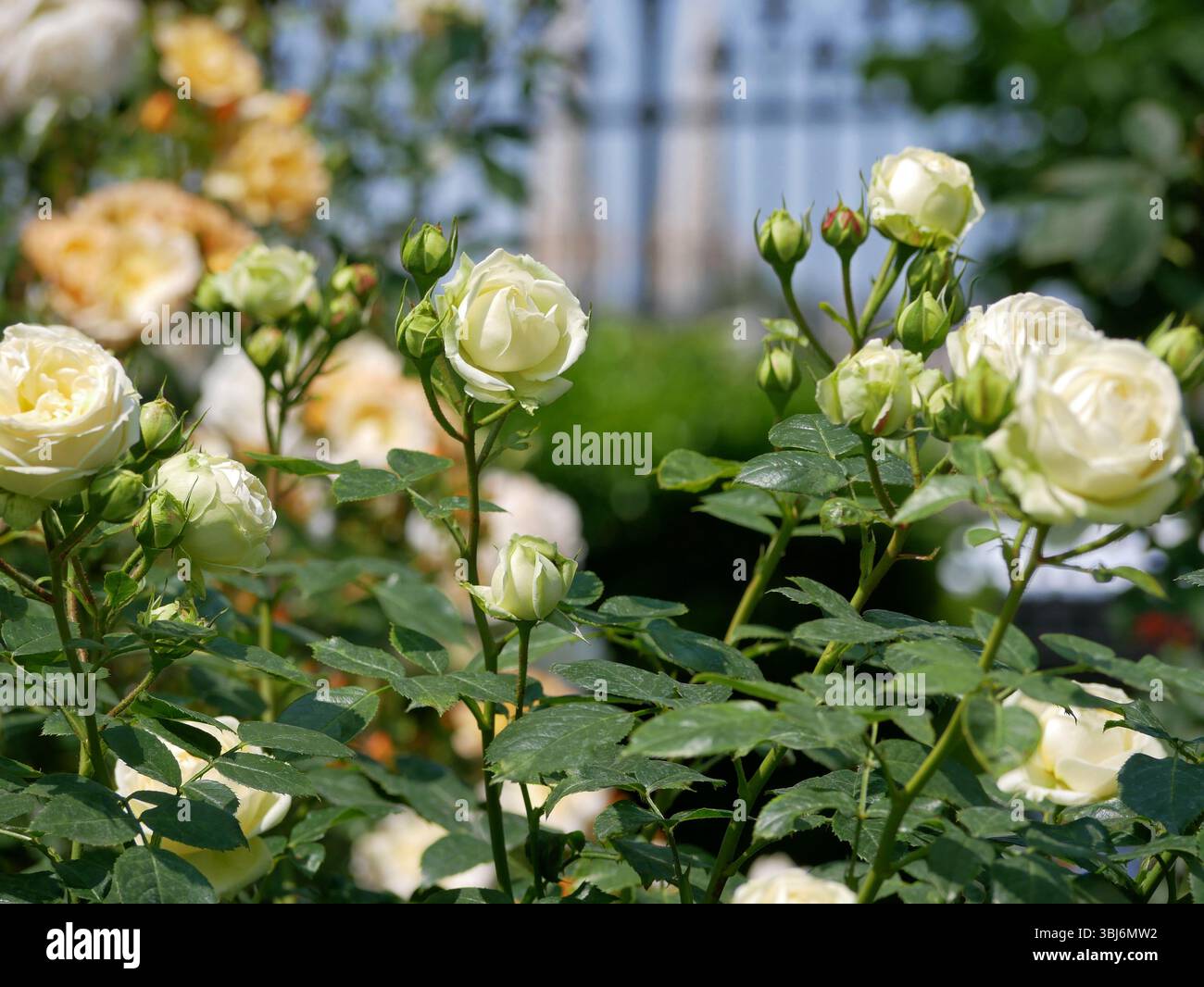Hybrid English tea Roses blooming in garden. White rose flowers design ...